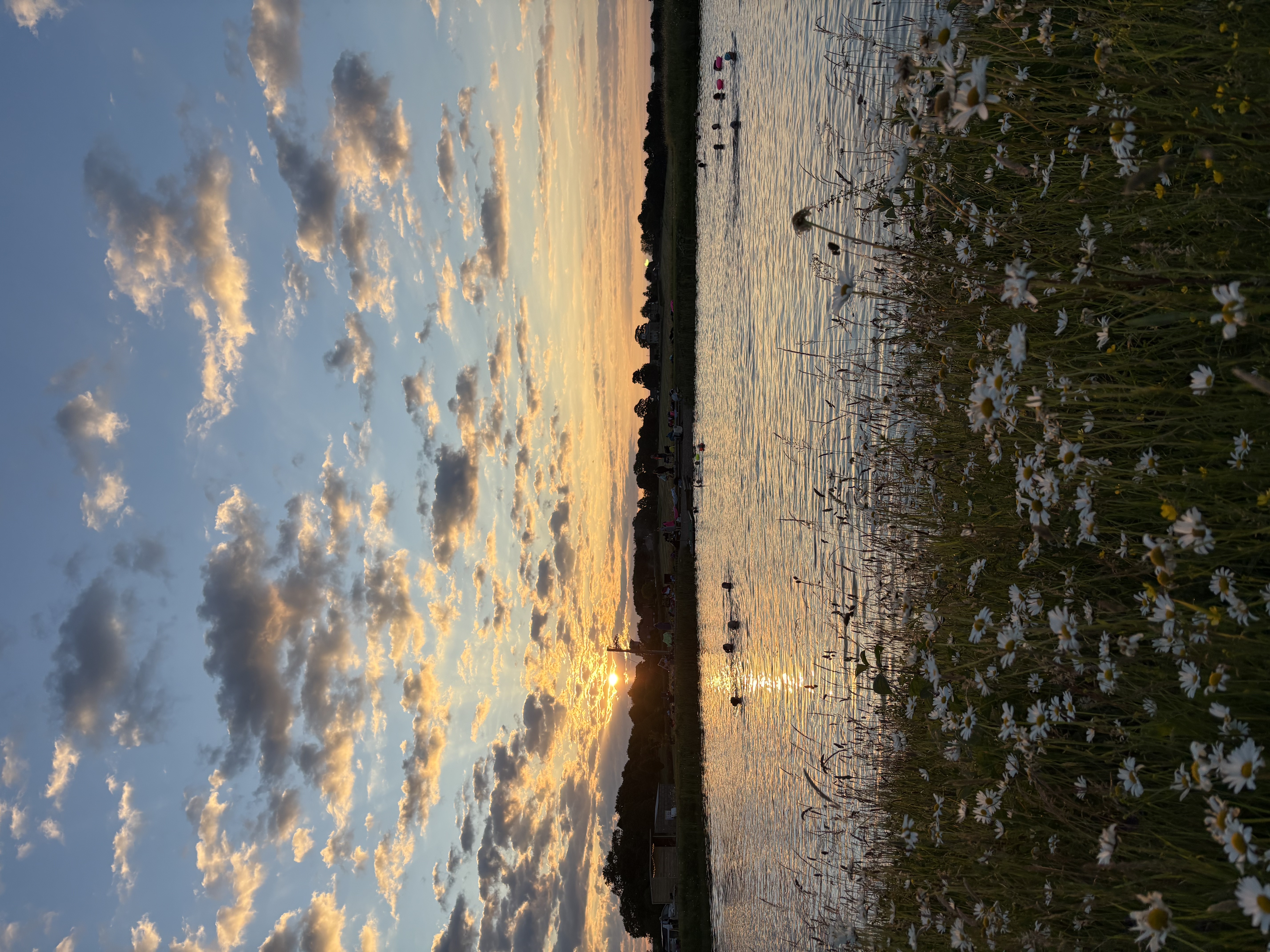 Evening swimmers in the reservoir with wildflowers along the bank
